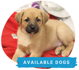 Adoptable Dogs - Cape Ann Animal Aid - Cape Ann Animal Aid​